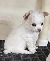 Frizzle, a male Chihuahua for sale in Joplin, MO – 8 of 8