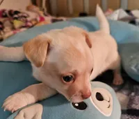 Slater, a male Chihuahua for sale in Joplin, MO – 4 of 8