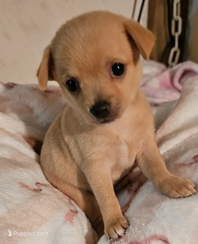 Tess – Chihuahua puppy for sale in Joplin, MO