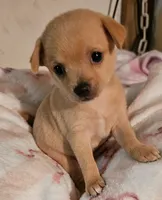 Tess, a female Chihuahua for sale in Joplin, MO – 1 of 4