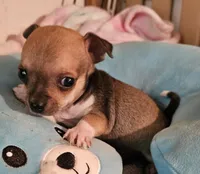 Tyson, a male Chihuahua for sale in Joplin, MO – 3 of 7
