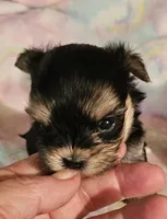 Magic, a female Morkie for sale in Joplin, MO – 2 of 8