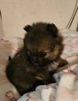 Twinkles, a female Pomeranian for sale in Joplin, MO – 3 of 7