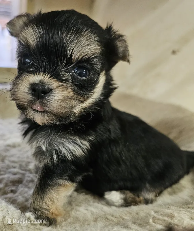 Magic – Morkie puppy for sale in Joplin, MO