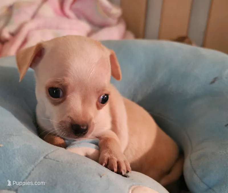 Rocky – Chihuahua puppy for sale in Joplin, MO