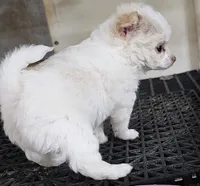 Frizzle, a male Chihuahua for sale in Joplin, MO – 3 of 8