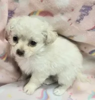 Benny, a male Chihuahua for sale in Joplin, MO – Photo 1 of 6