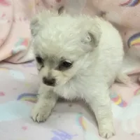 Benny, a male Chihuahua for sale in Joplin, MO – Photo 3 of 6