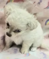 Benny, a male Chihuahua for sale in Joplin, MO – Photo 2 of 6