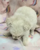 Benny, a male Chihuahua for sale in Joplin, MO – Photo 6 of 6