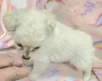 Benny, a male Chihuahua for sale in Joplin, MO – Photo 4 of 6