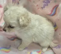 Benny, a male Chihuahua for sale in Joplin, MO – Photo 5 of 6