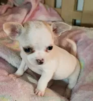 Tinkle, a male Chihuahua for sale in Joplin, MO – 3 of 7