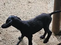 Fiona, a female Great Dane and Poodle - Standard  for sale in Joplin, MO – 4 of 5