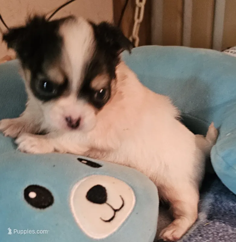 Whiskey – Chihuahua puppy for sale in Joplin, MO