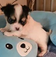 Whiskey, a male Chihuahua for sale in Joplin, MO – 1 of 6