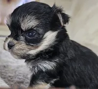 Magic, a female Morkie for sale in Joplin, MO – 3 of 8