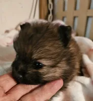 Twinkles, a female Pomeranian for sale in Joplin, MO – 4 of 7