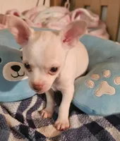 Charlie, a male Chihuahua for sale in Joplin, MO – 3 of 8