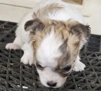Flipper, a male Chihuahua for sale in Joplin, MO – 7 of 7