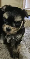 Magic, a female Morkie for sale in Joplin, MO – 8 of 8
