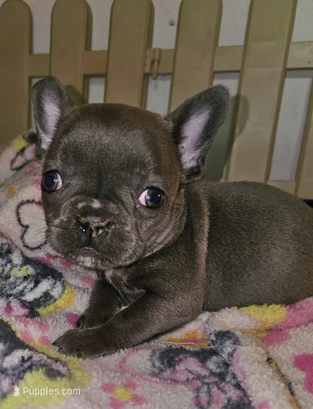 Fancy – French Bulldog puppy for sale in Joplin, MO