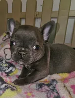 Fancy, a female French Bulldog for sale in Joplin, MO – 1 of 6