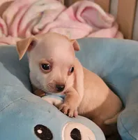 Rocky, a male Chihuahua for sale in Joplin, MO – 4 of 7
