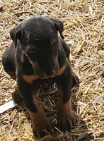 Tyson, a male Doberman Pinscher for sale in Joplin, MO – Photo 2 of 8