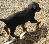 Tyson, a male Doberman Pinscher for sale in Joplin, MO – Photo 8 of 8