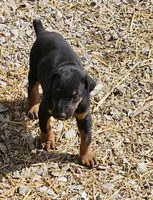 Tyson, a male Doberman Pinscher for sale in Joplin, MO – Photo 7 of 8