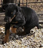 Tyson, a male Doberman Pinscher for sale in Joplin, MO – Photo 3 of 8