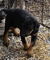 Tyson, a male Doberman Pinscher for sale in Joplin, MO – Photo 5 of 8