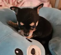 Corky, a male Chihuahua for sale in Joplin, MO – 4 of 8