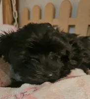 Piper, a female Morkie for sale in Joplin, MO – 10 of 10