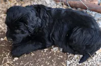 Frisky, a male Great Pyrenees and Poodle - Standard  for sale in Joplin, MO – Photo 5 of 6