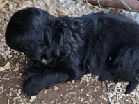 Frisky, a male Great Pyrenees and Poodle - Standard  for sale in Joplin, MO – Photo 4 of 6
