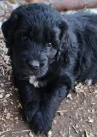 Frisky, a male Great Pyrenees and Poodle - Standard  for sale in Joplin, MO – Photo 3 of 6