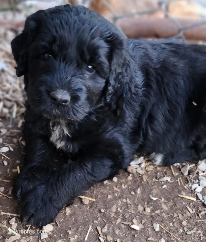 Frisky – Great Pyrenees, Poodle - Standard  puppy for sale in Joplin, MO