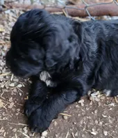 Frisky, a male Great Pyrenees and Poodle - Standard  for sale in Joplin, MO – Photo 2 of 6