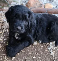 Frisky, a male Great Pyrenees and Poodle - Standard  for sale in Joplin, MO – Photo 6 of 6