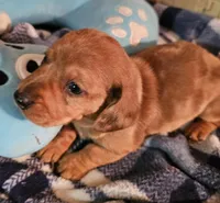 King, a male Miniature Dachshund for sale in Joplin, MO – Photo 8 of 8