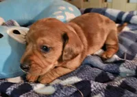King, a male Miniature Dachshund for sale in Joplin, MO – Photo 7 of 8