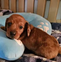 King, a male Miniature Dachshund for sale in Joplin, MO – Photo 5 of 8