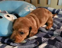 King, a male Miniature Dachshund for sale in Joplin, MO – Photo 2 of 8