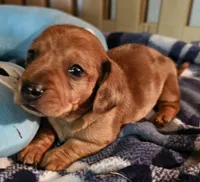 King, a male Miniature Dachshund for sale in Joplin, MO – Photo 1 of 8
