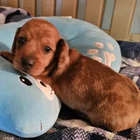 King, a male Miniature Dachshund for sale in Joplin, MO – Photo 3 of 8