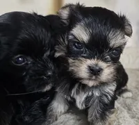 Magic, a female Morkie for sale in Joplin, MO – 6 of 8