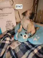 Timmy, a male French Bulldog and Pug for sale in Joplin, MO – 8 of 9