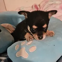 Corky, a male Chihuahua for sale in Joplin, MO – 2 of 8